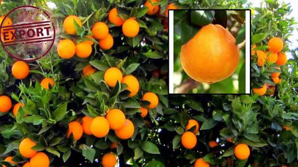 پرتقال صادراتی قائمشهر