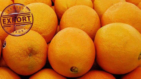 انواع پرتقال خونی صادراتی