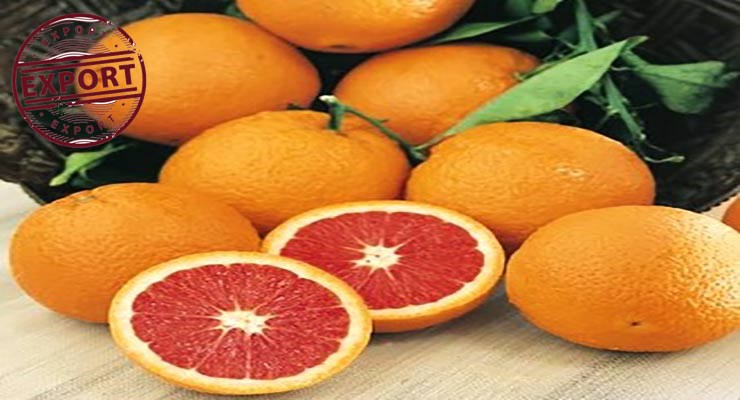 قیمت فروش پرتقال خونی