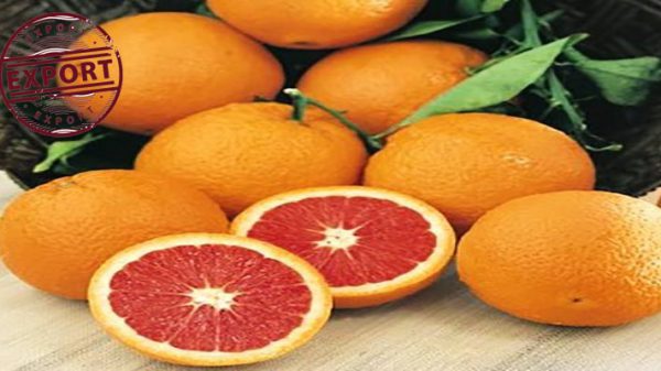 خرید پرتقال خونی از باغدار