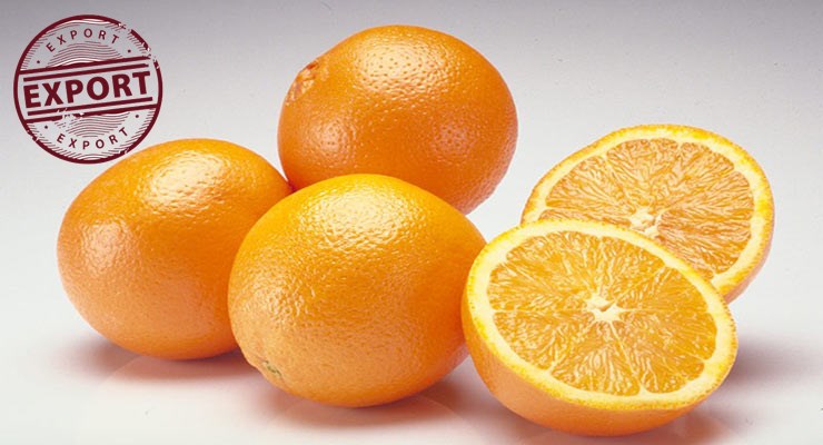 خرید پرتقال دزفول