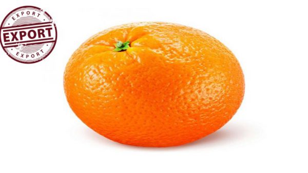 فروش اینترنتی پرتقال درشت