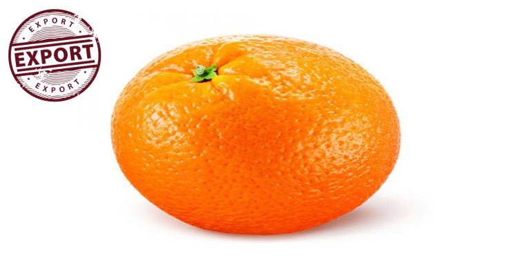 فروش اینترنتی پرتقال درشت
