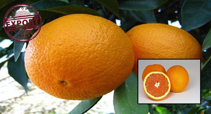 فروش عمده پرتقال شمال