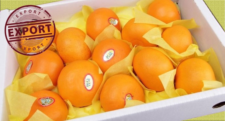 خرید بهترین پرتقال صادراتی