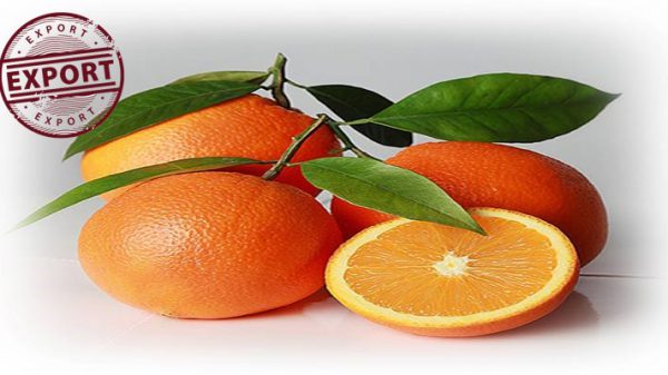 فروش انواع پرتقال ایران