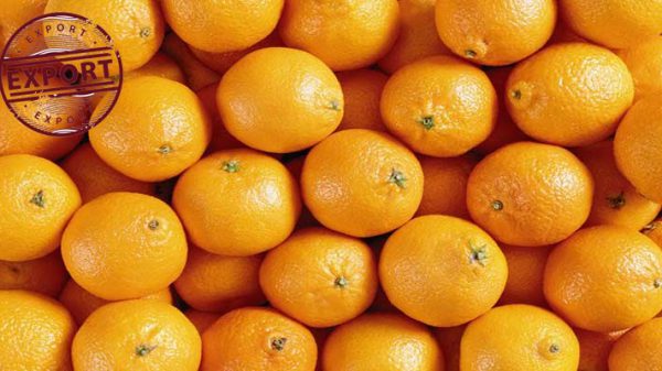 قیمت فروش پرتقال تامسون