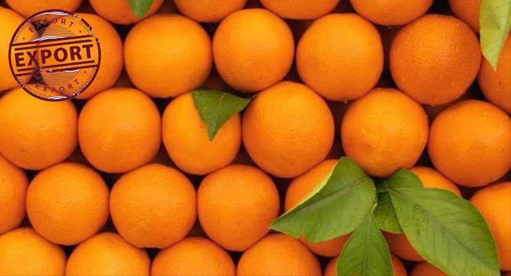 فروش پرتقال شمال درشت