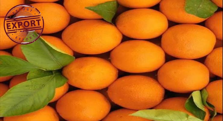 پرتقال تامسون شمال ایران