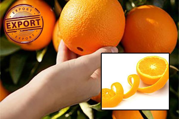 پرتقال ایران قیمت فروش