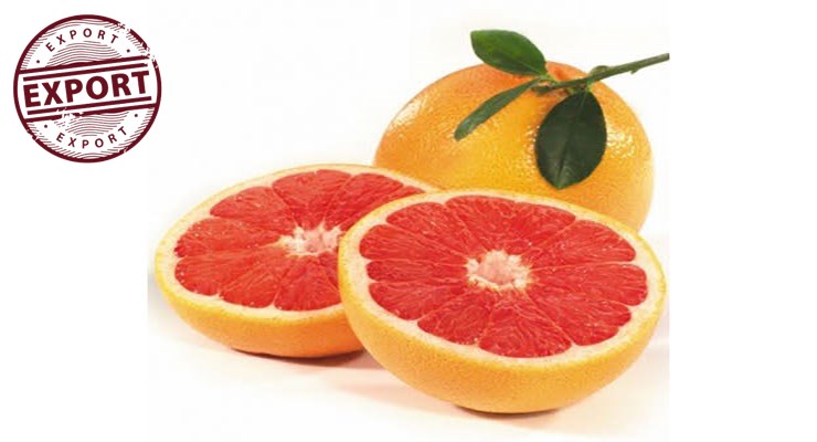 پرتقال خونی بهترین قیمت