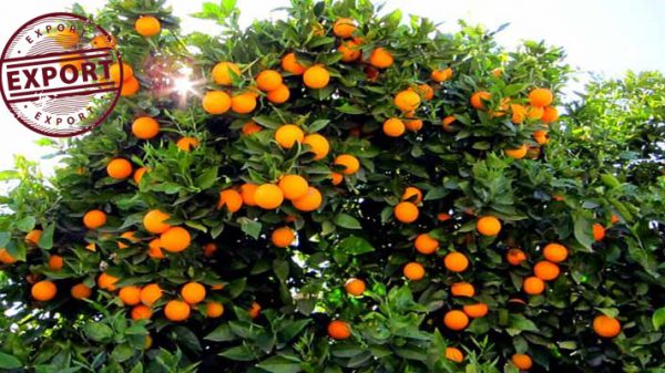 خرید پرتقال سر درختی