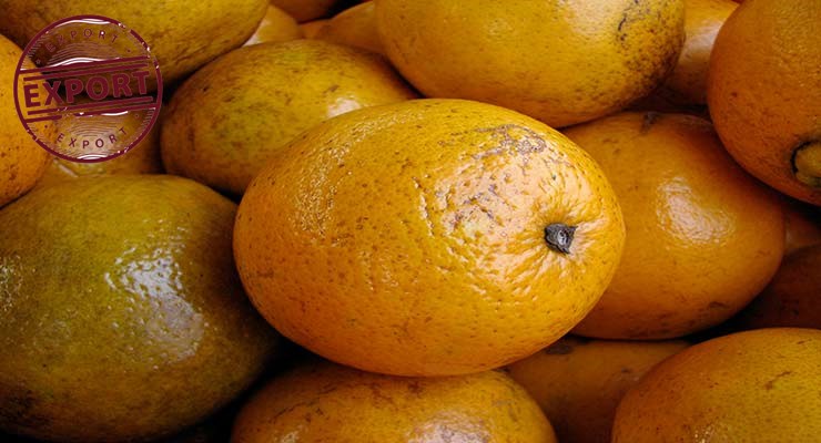 خرید مستقیم پرتقال تامسون