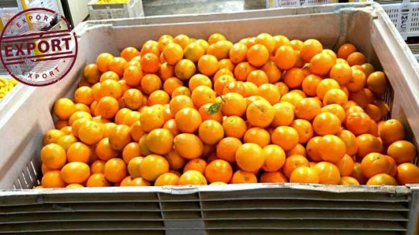 قیمت عمده پرتقال صادراتی
