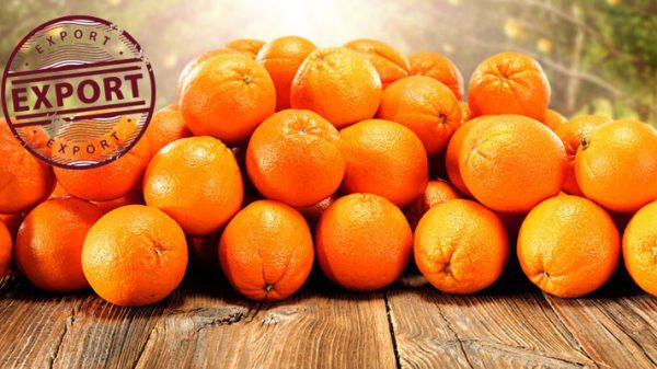 خرید عمده انواع پرتقال
