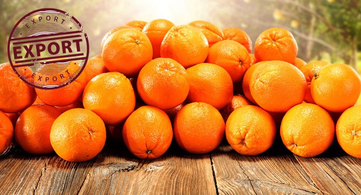 خرید عمده انواع پرتقال