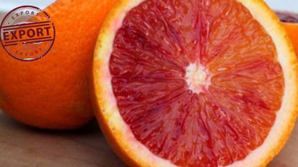 نرخ روز پرتقال خونی