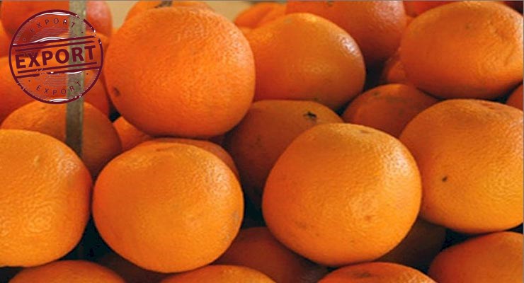 فروشنده عمده پرتقال