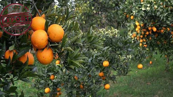 پرتقال تامسون تولید ایران