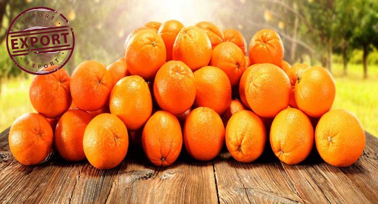 بهترین پرتقال کشور