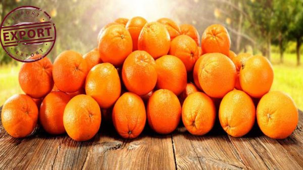 خرید پرتقال ساری