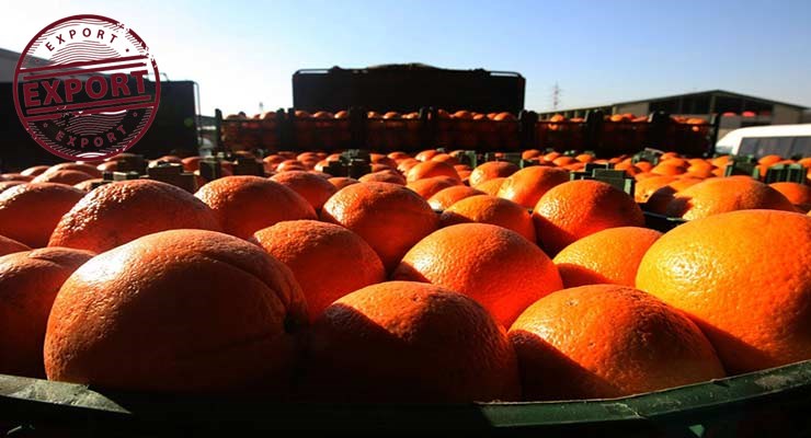 خرید مستقیم پرتقال تامسون
