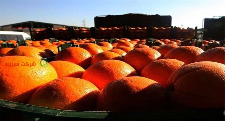 خرید مستقیم پرتقال از باغ