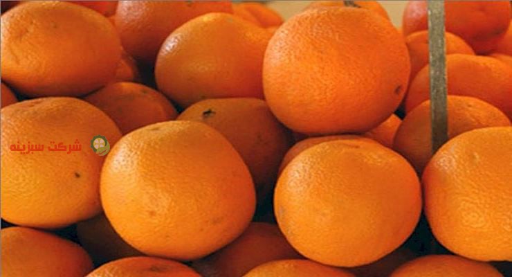 نرخ فروش پرتقال خونی