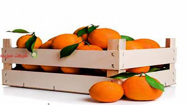 صادر کننده پرتقال تامسون شهسوار