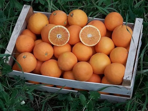 فروشنده پرتقال صادراتی