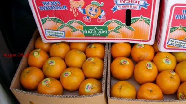 قیمت پرتقال تامسون مازندران در میدان ساری