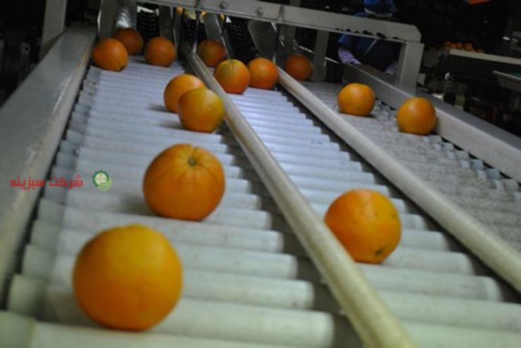 قیمت فروش هر کیلو پرتقال تامسون در ساری