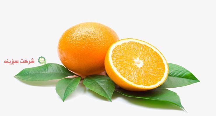 سایت عرضه بهترین نوع پرتقال شمال در ساری