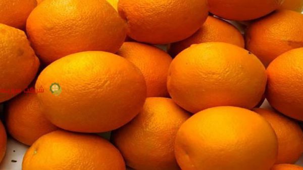 قیمت پرتقال در سورتینگ مرکبات