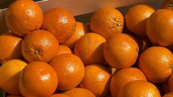 لیست قیمت پرتقال صادراتی