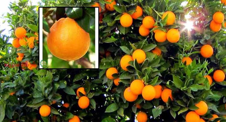 پرتقال تامسون شمال ایران در بازار میوه و مرکبات