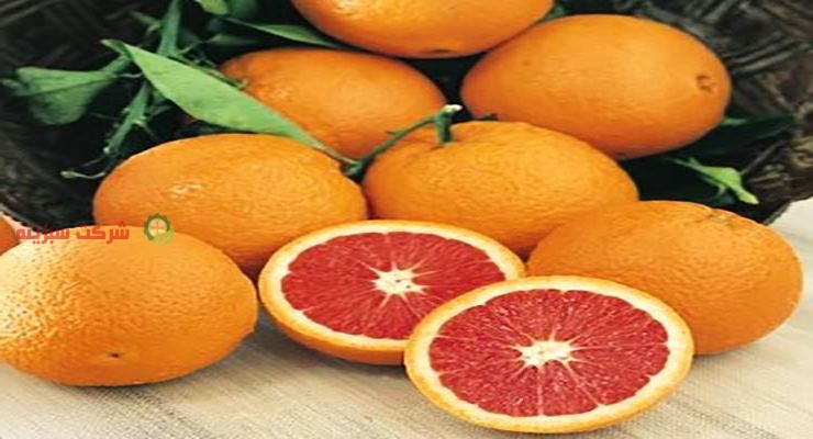 پرتقال خونی چیست