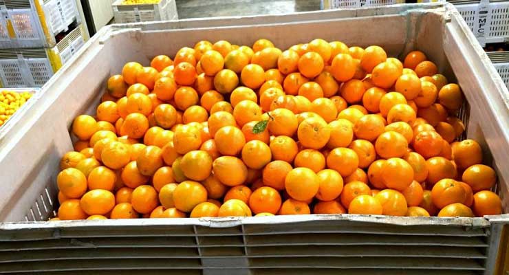 پرتقال تامسون صادراتی