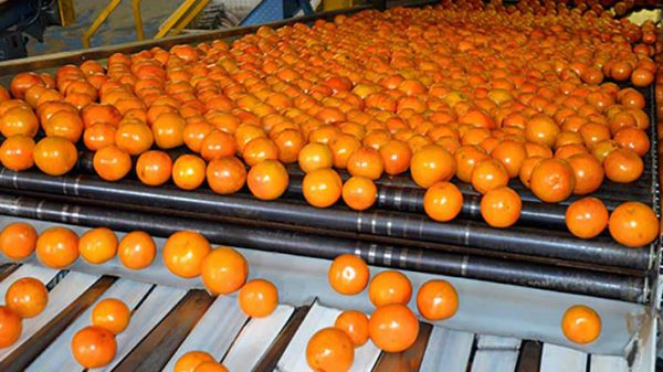 صادر کننده پرتقال تو سرخ