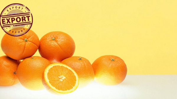 پرتقال تامسون برای شب عید