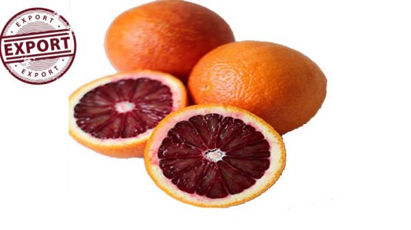 قیمت پرتقال خونی