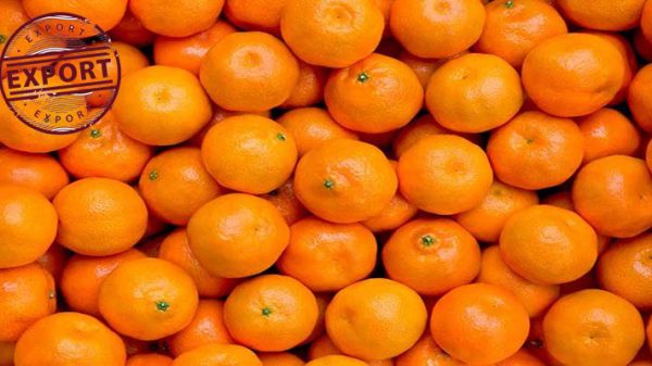 قیمت پرتقال بیوتی