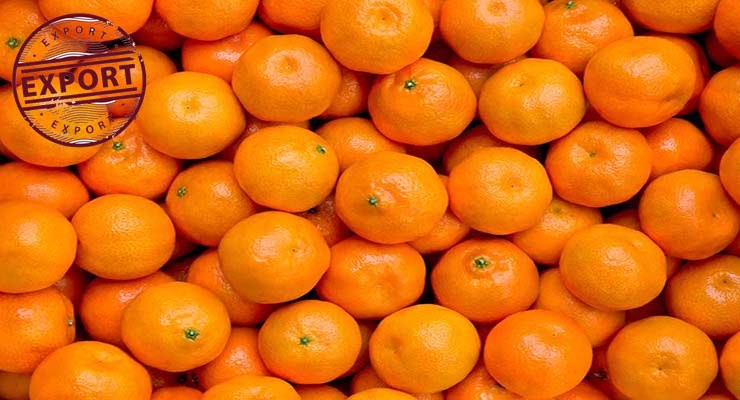 قیمت پرتقال بیوتی