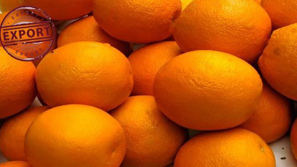 قیمت پرتقال جهرم در بازار