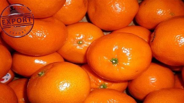قیمت پرتقال در بازار