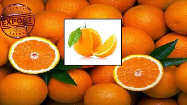 قیمت پرتقال تهران