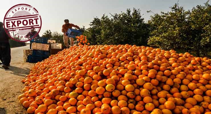 قیمت پرتقال باغ
