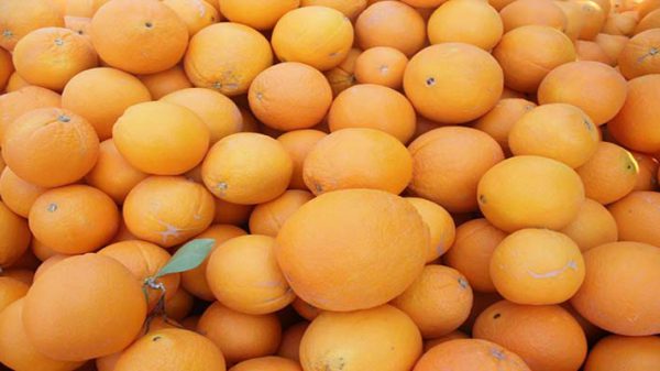 قیمت پرتقال بازار تهران