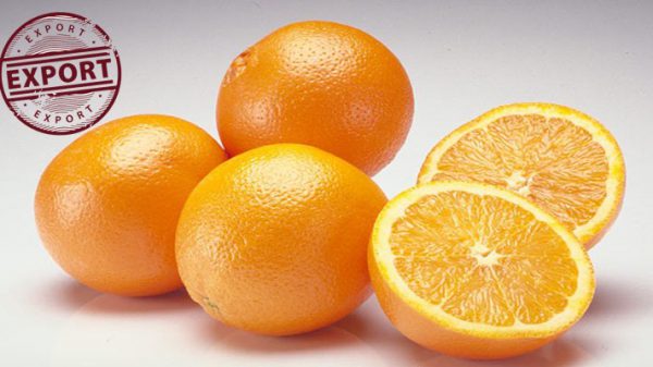 فروش پرتقال و نارنگی