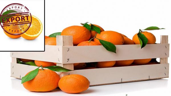 بازار فروش پرتقال والنسیا